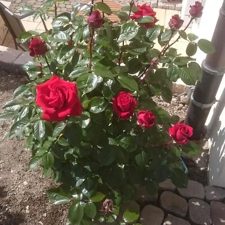 شقة Ferienoase Engel اوبرلنغن