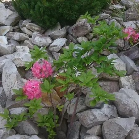 Διαμέρισμα Ferienoase Engel