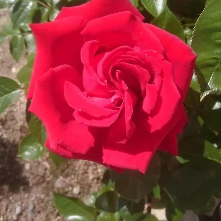 شقة Ferienoase Engel