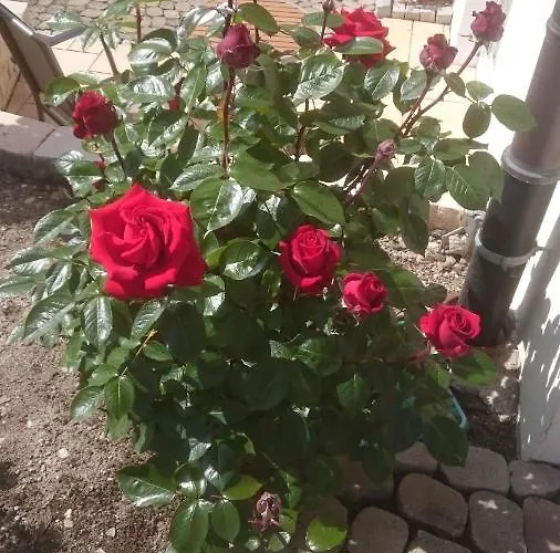 Apartman Ferienoase Engel Überlingen